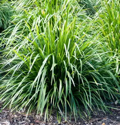 lomandra-titan-