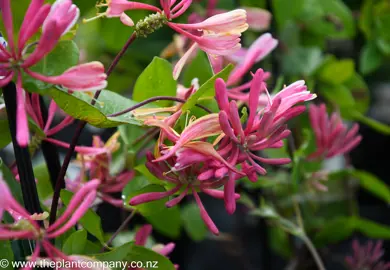 lonicera-gold-flame--3