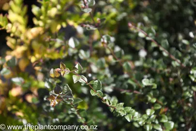 lonicera-honey-hedge-ruby-1