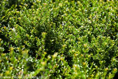 Lonicera nitida dark green foliage.