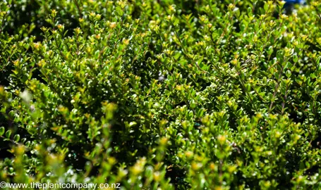 Lonicera nitida green foliage.