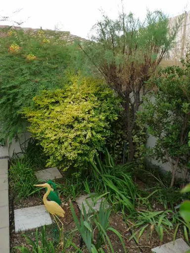 A Lonicera nitida 'Aurea' plant growing in a mixed planting.