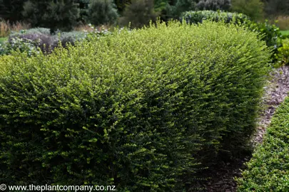 Lonicera nitida hedge.