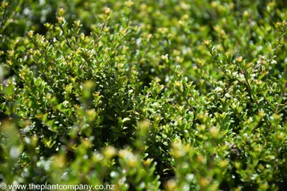 Lonicera nitida dense and dark green foliage.