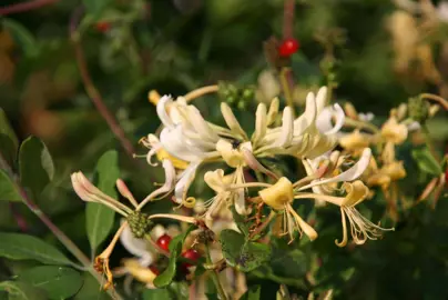 Lonicera periclymenum 'Graham Thomas' yellow and white flowers.