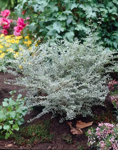 Lonicera 'Silver Beauty' shrub with variegated silver and green foliage.