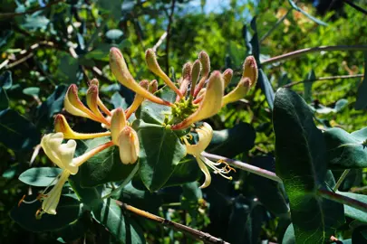 Lonicera splendida colourful flower with lush, green foliage.