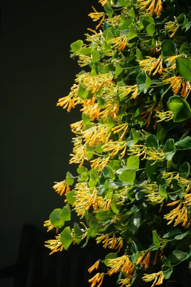 Lonicera 'Sulphurea' climber on a wall with yellow-orange flowers.