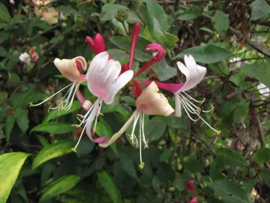 Lonicera 'Winchester' red and white flowers with green foliage.