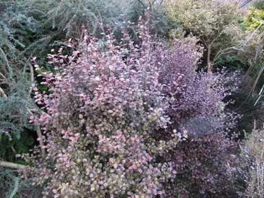 A stunning Lophomyrtus 'Kathryn' shrub with colourful foliage in a garden.