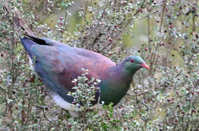 Lophomyrtus obcordata (Rohutu) plant with a Kereru feeding on the berries.