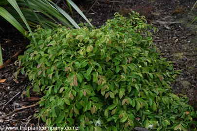 Loropetalum Blonde n Gorgeous growing as a groundcover with green foliage and white flowers.