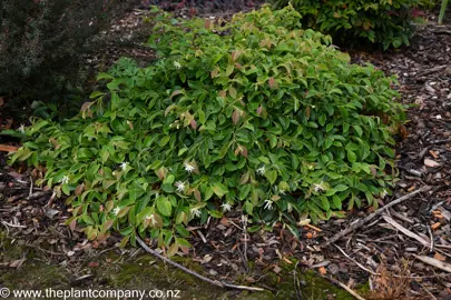 Loropetalum Blonde n Gorgeous growing as a groundcover in a garden.