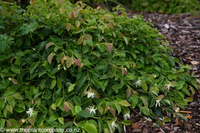 Loropetalum Blonde n Gorgeous with lush foliage and pretty, white flowers.