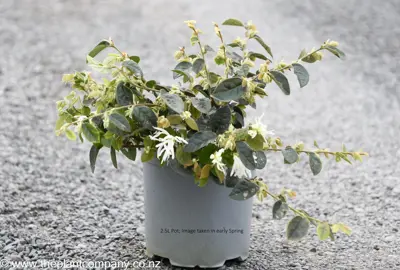 Loropetalum 'Blonde n Gorgeous' plant for sale at The Plant Company nursery.