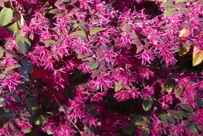 Masses of Loropetalum chinense (Chinese Fringe Flower) pink flowers against dark green and purple foliage.