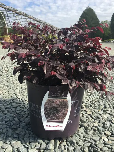 Loropetalum 'Crimson Fire' plant with purple foliage in a pot.