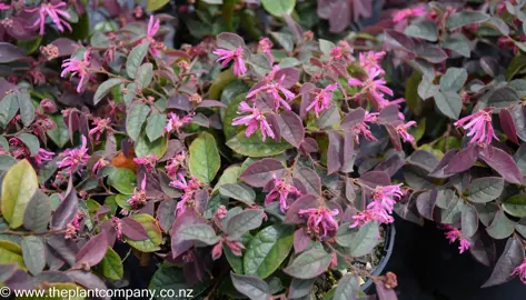 loropetalum-firedance--3