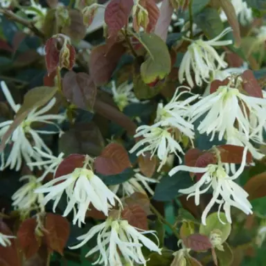 loropetalum-chinense-iceberry--1