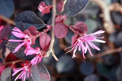 loropetalum-plum-delight--4