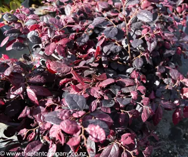 loropetalum-plum-delight--7