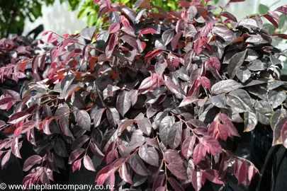 loropetalum-plum-delight--8