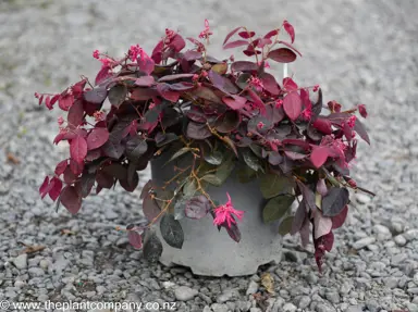 A spectacular Loropetalum 'Plum Delight' plant for sale at The Plant Company nursery.