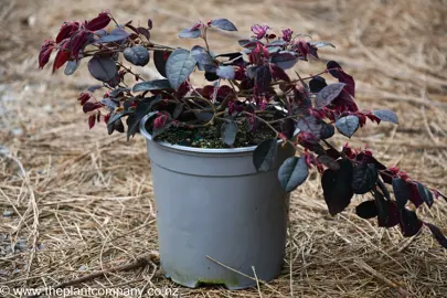 Loropetalum 'Plum Gorgeous' high-quality plant for sale at The Plant Company nursery.