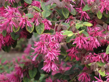 Loropetalum 'Razzleberri' purple and green foliage with elegant pink flowers.