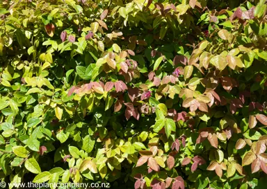 loropetalum-rubrum-