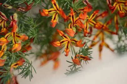 Lotus Red Flash with trailing foliage hosting red and orange flowers.