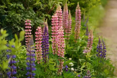 Lupinus polyphyllus (Lupin) plants in a cottage garden with pink and blue flowers.