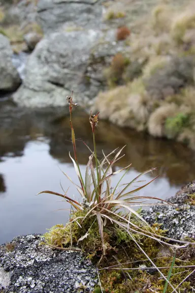 Luzula banksiana grass plant beside a pond.