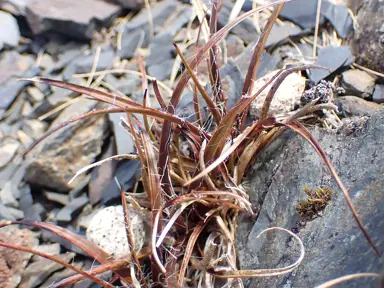Luzula rufa grass plant.