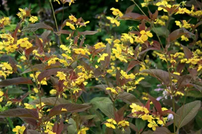 Lysimachia 'Firecracker' plants in a garden featuring yellow flowers above lush, purple and green foliage.
