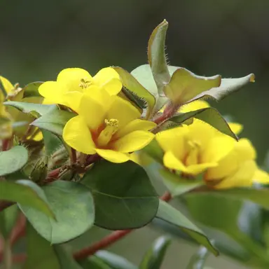 lysimachia-procumbens-