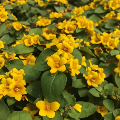 lysimachia-procumbens-2