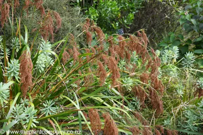 Machaerina sinclairii growing alongside a path.