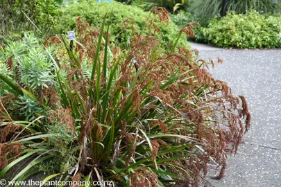 Machaerina sinclairii with brown flowers and green foliage.