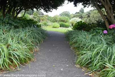 Machaerina sinclairii mass planted beside a path in shade.