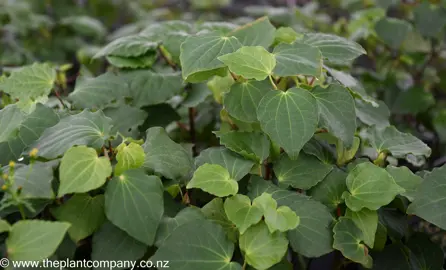 Macropiper excelsum foliage.