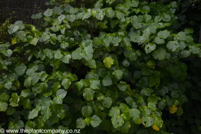 Large Macropiper excelsum plant