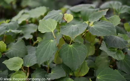 Lush foliage on Macropiper excelsum.