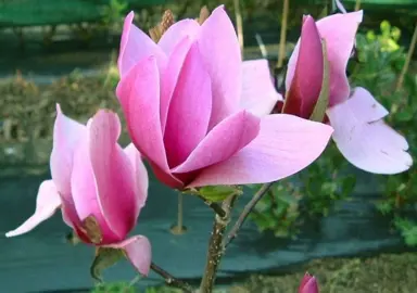 magnolia-amethyst-flame-1