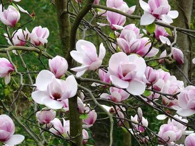 magnolia-atlas-