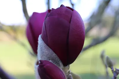 An exquisite Magnolia 'Black Tulip' dark purple flower.