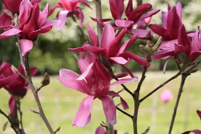 A Magnolia 'Burgundy Star' tree with red flowers.