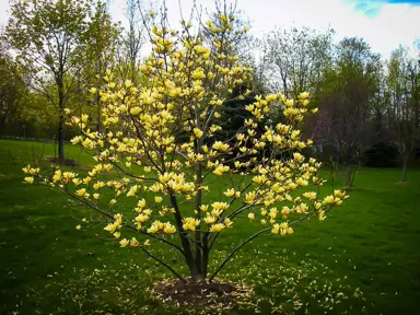 magnolia-butterflies-