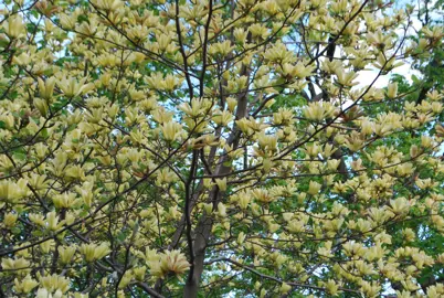 magnolia-butterflies-3