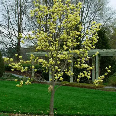 magnolia-butterflies-4